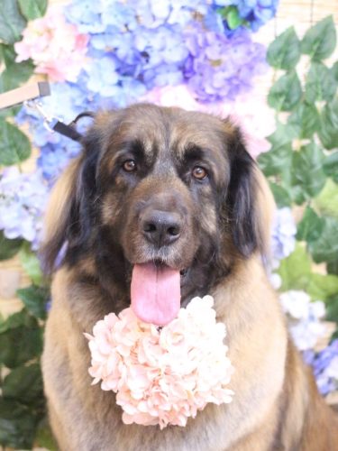 20250613シェリーちゃん